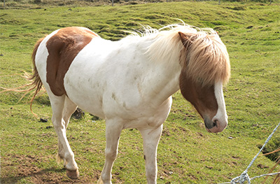 Chevaux islandais