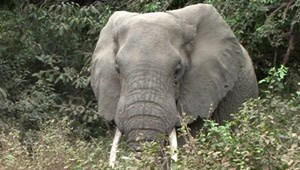 Tanzanie, éléphant du Serengeti