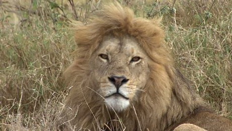 Lion de Tanzanie